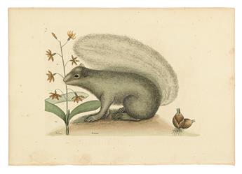 CATESBY, MARK. Seven hand-colored engraved plates,